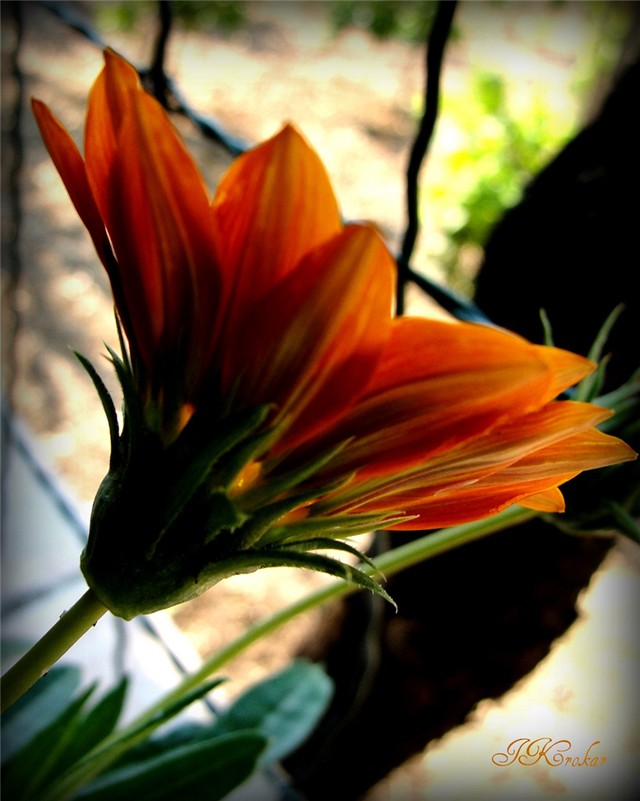 gazanija profil